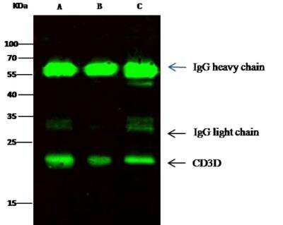Immunoprecipitation: CD3 delta Antibody (138) [NBP2-89730]