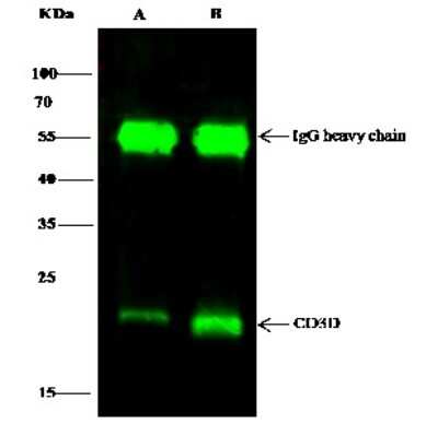 Immunoprecipitation: CD3 delta Antibody [NBP2-99673]