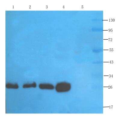 Western Blot: CD3 epsilon Antibody (145-2C11)ChimericAzide and BSA Free [NBP2-52693]