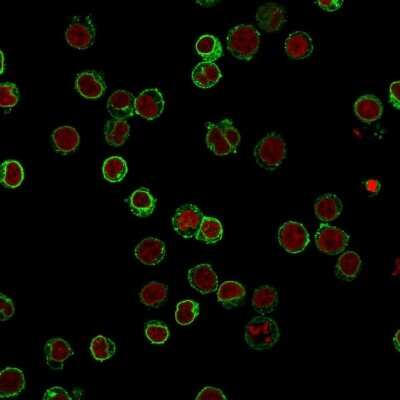 Immunocytochemistry/ Immunofluorescence: CD3 epsilon Antibody (B-B12) [NBP2-44879]