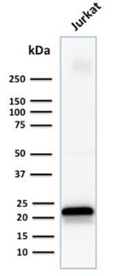 Western Blot: CD3 epsilon Antibody (C3e/1931)Azide and BSA Free [NBP2-79840]