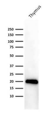 Western Blot: CD3 epsilon Antibody (PC3/188A)Azide and BSA Free [NBP2-54405]
