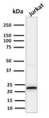 Western Blot: CD3 epsilon Antibody (PC3/188A)Azide and BSA Free [NBP2-54405]
