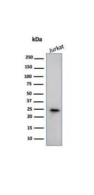 Western Blot: CD3 epsilon Antibody (PC3/188A)Azide and BSA Free [NBP2-54405]