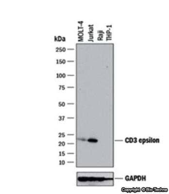 Western Blot: CD3 epsilon Antibody (UCHT1)BSA Free [NB100-2726]