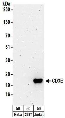 Western Blot: CD3 epsilon Antibody [NBP2-32282]