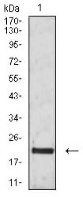 Western Blot: CD3 gamma Antibody (5B7B2)BSA Free [NBP2-61729]
