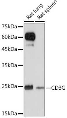 Western Blot: CD3 gamma Antibody (7J2L5) [NBP3-16327]