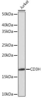 Western Blot: CD3 zeta Antibody (1T5R7) [NBP3-15349]