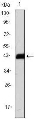 Western Blot: CD3 zeta Antibody (4B10)BSA Free [NBP1-42561]