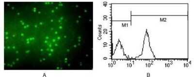 Immunocytochemistry/ Immunofluorescence: CD3 zeta Antibody (4D10A6) - BSA Free [NBP1-47337]