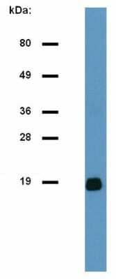 Western Blot: CD3 zeta Antibody (H146-968)Azide and BSA Free [NBP1-44683]