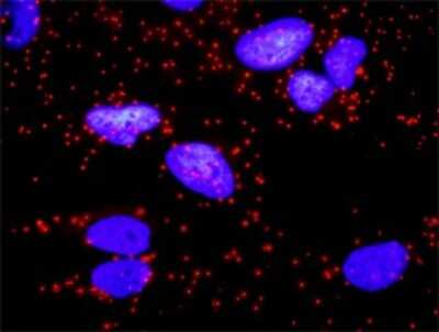 Proximity Ligation Assay: CD3 zeta Antibody [H00000919-D01P]