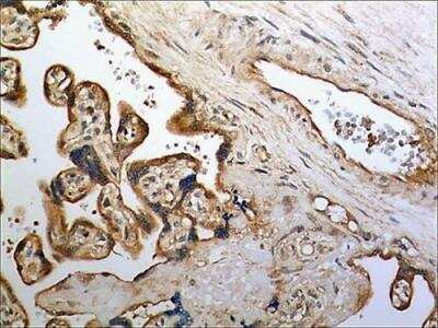 Immunohistochemistry-Paraffin: CD30 Ligand/TNFSF8 Antibody (MM0168-3G56) - Azide and BSA Free [NBP2-11973]