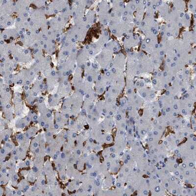 Immunohistochemistry-Paraffin: CD300a/LMIR1 Antibody [NBP1-84431]