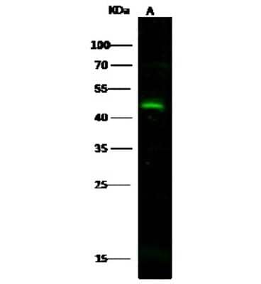 Western Blot: CD300LG/Nepmucin Antibody [NBP3-00118]