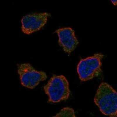 Immunocytochemistry/ Immunofluorescence: CD300b/LMIR5/CD300LB Antibody [NBP3-17224]