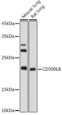 Western Blot: CD300b/LMIR5/CD300LB AntibodyAzide and BSA Free [NBP3-16041]