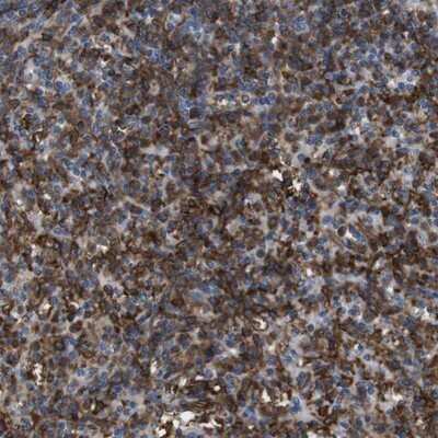 Immunohistochemistry-Paraffin: CD300c Antibody [NBP1-84432]