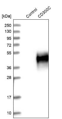 Western Blot: CD300c Antibody [NBP1-84432]