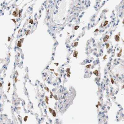 Immunohistochemistry-Paraffin: CD300e/LMIR6 Antibody [NBP1-84592]