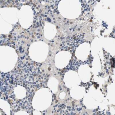 Immunohistochemistry-Paraffin: CD300e/LMIR6 Antibody [NBP1-84592]