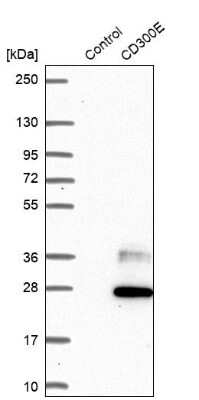 Western Blot: CD300e/LMIR6 Antibody [NBP1-84592]