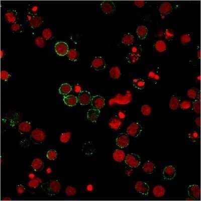 Immunocytochemistry/ Immunofluorescence: CD31/PECAM-1 Antibody (158-2B3) - Azide and BSA Free [NBP2-47784]