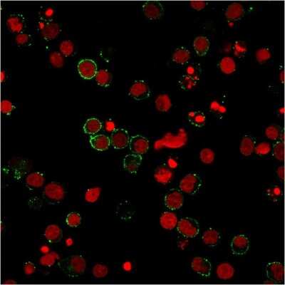 Immunocytochemistry/ Immunofluorescence: CD31/PECAM-1 Antibody (158-2B3) [NBP2-44341]