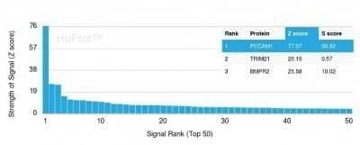 Protein Array: CD31/PECAM-1 Antibody (C31/1395R) - Azide and BSA Free [NBP2-54385]