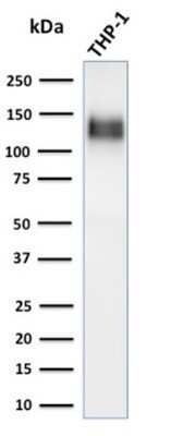 Western Blot: CD31/PECAM-1 Antibody (C31/1395R)Azide and BSA Free [NBP2-54385]