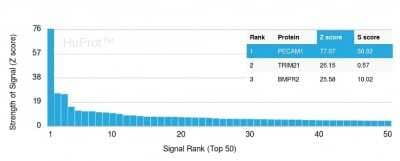 Protein Array: CD31/PECAM-1 Antibody (C31/1395R) [NBP2-53340]