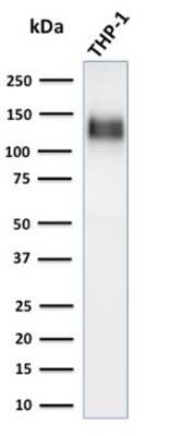 Western Blot: CD31/PECAM-1 Antibody (C31/1395R) [NBP2-53340]