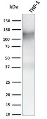 Western Blot: CD31/PECAM-1 Antibody (C31.3 + C31.7 + C31.10)Azide and BSA Free [NBP2-47785]