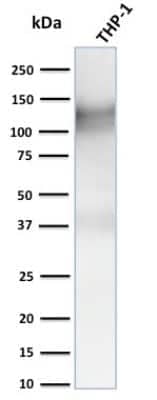 Western Blot: CD31/PECAM-1 Antibody (C31.3 + C31.7 + C31.10) [NBP2-44342]