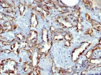 Immunohistochemistry-Paraffin: CD31/PECAM-1 Antibody (C31.3 + JC/70A) - Azide and BSA Free [NBP2-34578]