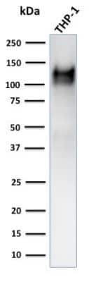 Western Blot: CD31/PECAM-1 Antibody (C31.3 + JC/70A)Azide and BSA Free [NBP2-34578]