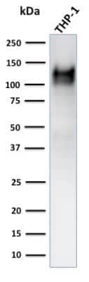 Western Blot: CD31/PECAM-1 Antibody (C31.3 + JC/70A) [NBP2-34283]