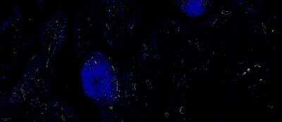 Immunohistochemistry-Paraffin: CD31/PECAM-1 Antibody (C31.3) - Azide and BSA Free [NBP2-33154]