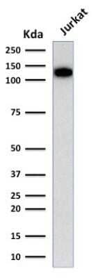 Western Blot: CD31/PECAM-1 Antibody (C31.3)Azide and BSA Free [NBP2-33154]