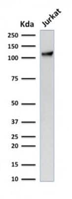 Western Blot: CD31/PECAM-1 Antibody (C31.7)Azide and BSA Free [NBP2-33136]