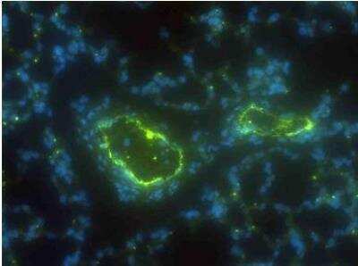 Immunohistochemistry-Frozen: CD31/PECAM-1 Antibody (CO.3E-1D4) - BSA Free [NB100-65900]