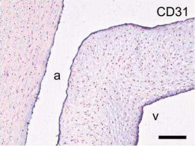 Immunohistochemistry-Paraffin: CD31/PECAM-1 Antibody (CO.3E-1D4) - BSA Free [NB100-65900]