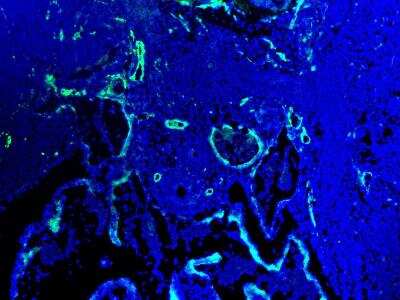 Immunohistochemical Detection of CD31/PECAM-1 in Frozen Mouse Pharyngeal Mesoderm