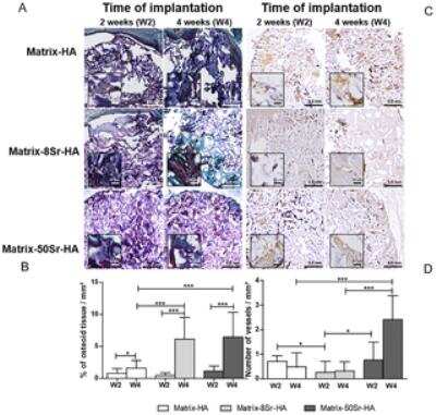 Immunohistological Analysis of HIF-1 alpha in Mouse Tissue Implanted with Different Matrices