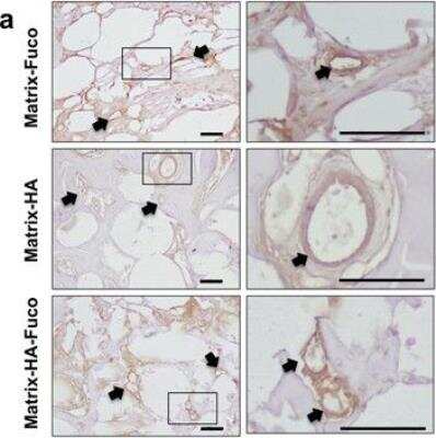 Detection of CD31/PECAM-1 in 3 Groups of Rat Tissue Implanted with Matrices