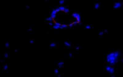 Immunocytochemistry/Immunofluorescence Analysis of CD31/PECAM-1 in Feline Endothelial Cells