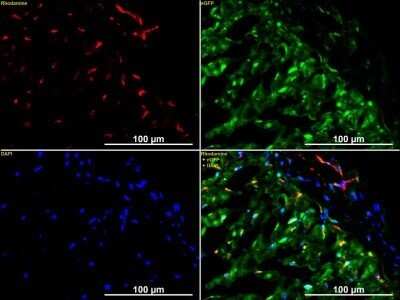 Immunohistological Staining of CD31/PECAM-1 in Frozen Rabbit Heart