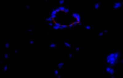 Immunocytochemistry/Immunofluorescence Analysis of CD31/PECAM-1 in Feline Endothelial Cells