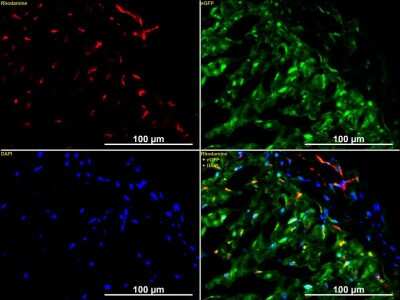 Immunohistological Staining of CD31/PECAM-1 in Frozen Rabbit Heart